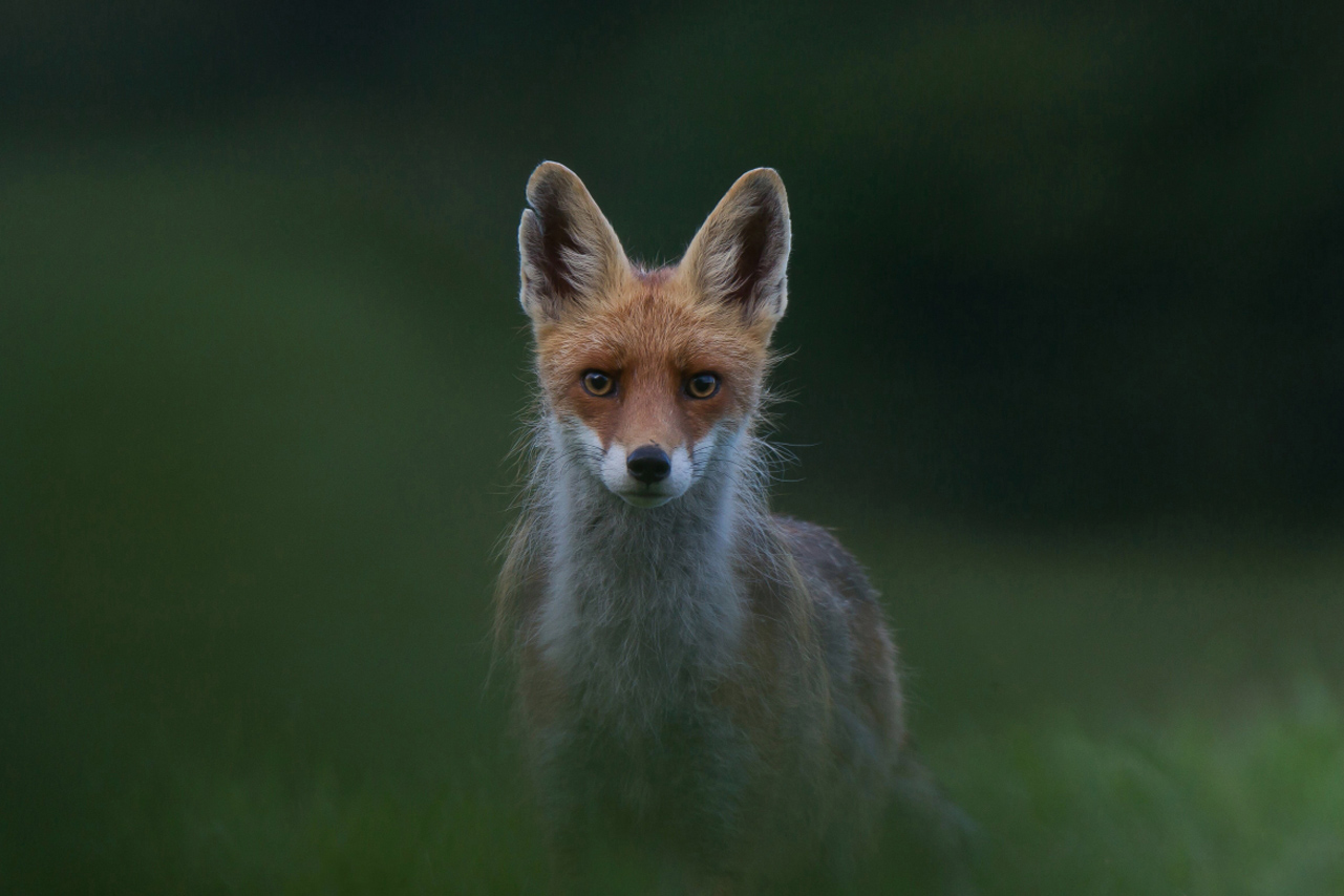 Sguardi