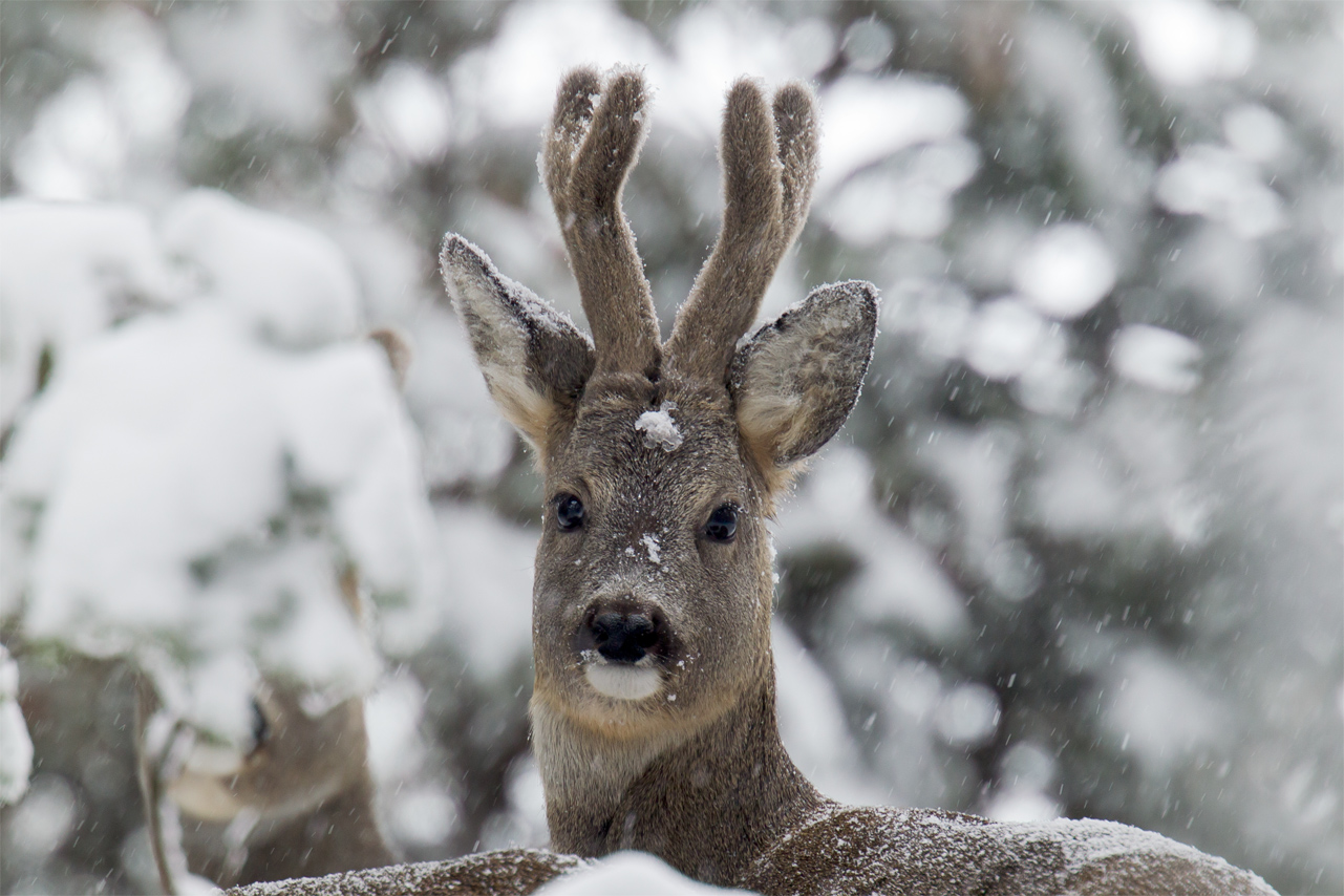 Impronte d’inverno