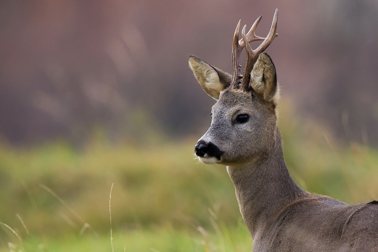 Sguardi