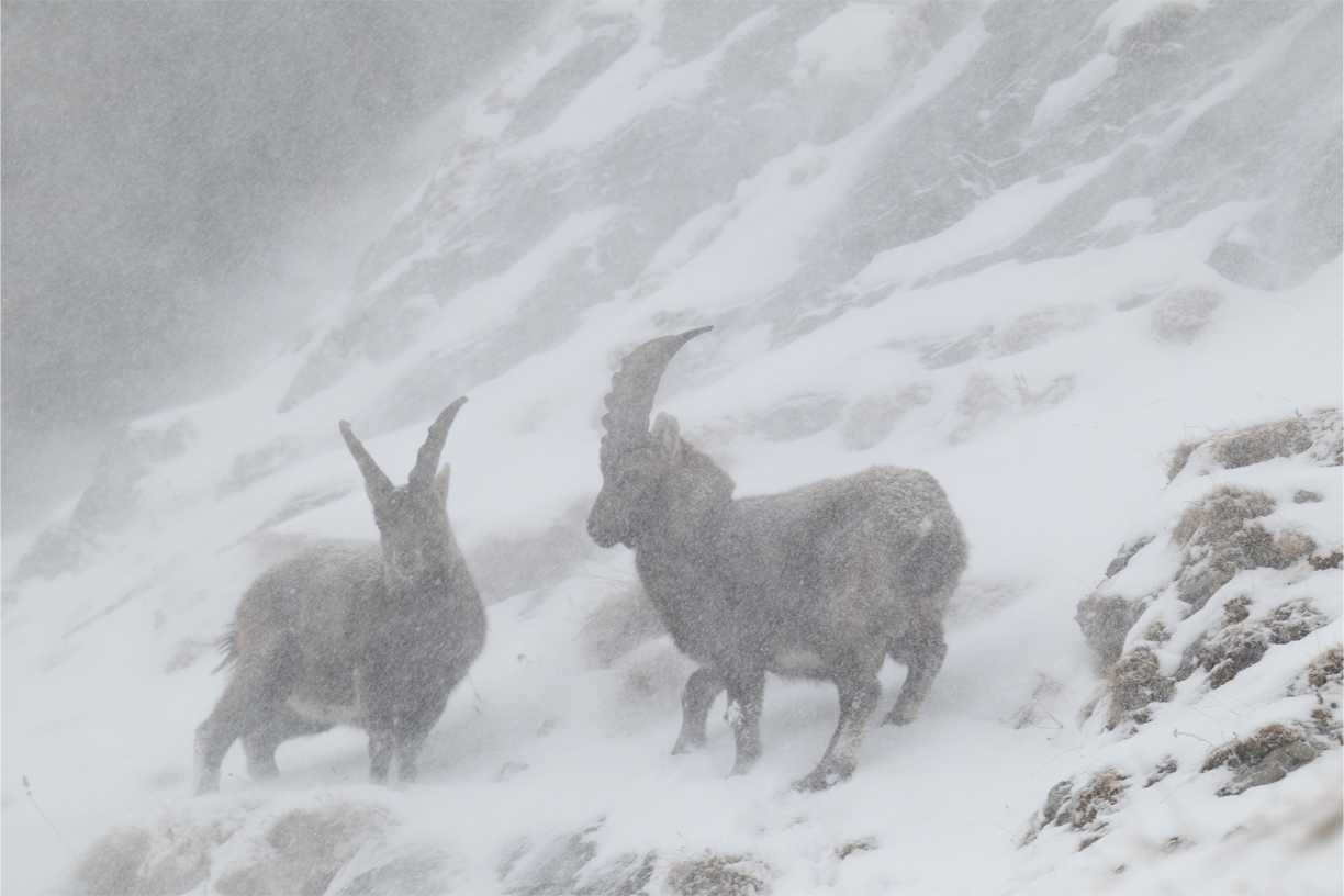 Impronte d’inverno