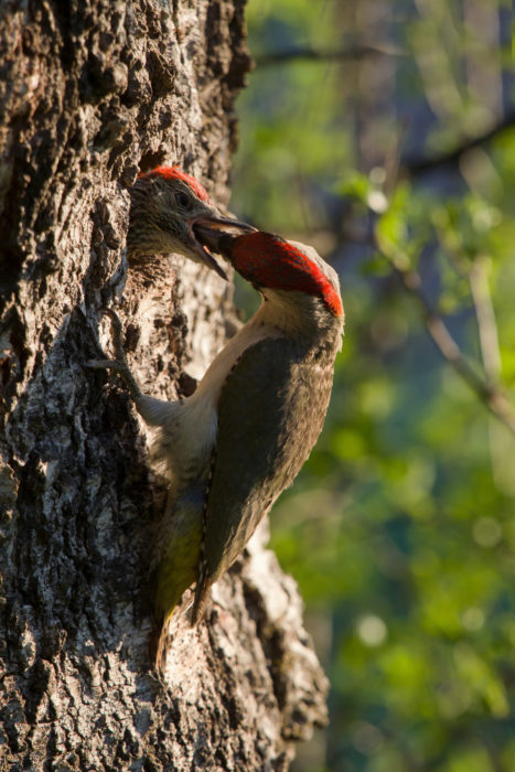 Enrico Delvai fotografo naturalista, foto di uccelli