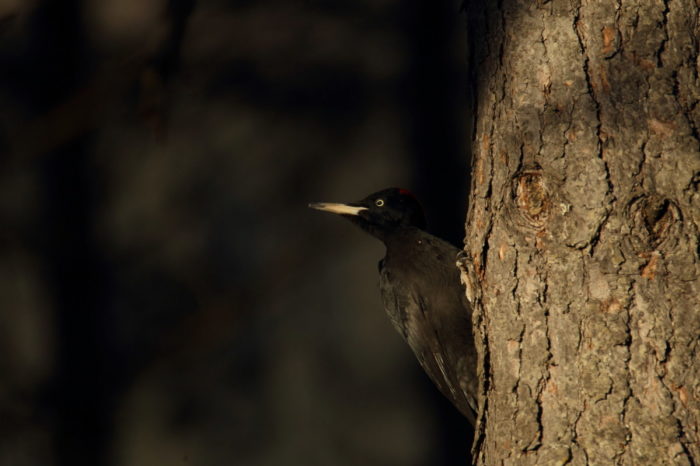 Enrico Delvai fotografo naturalista, foto di uccelli