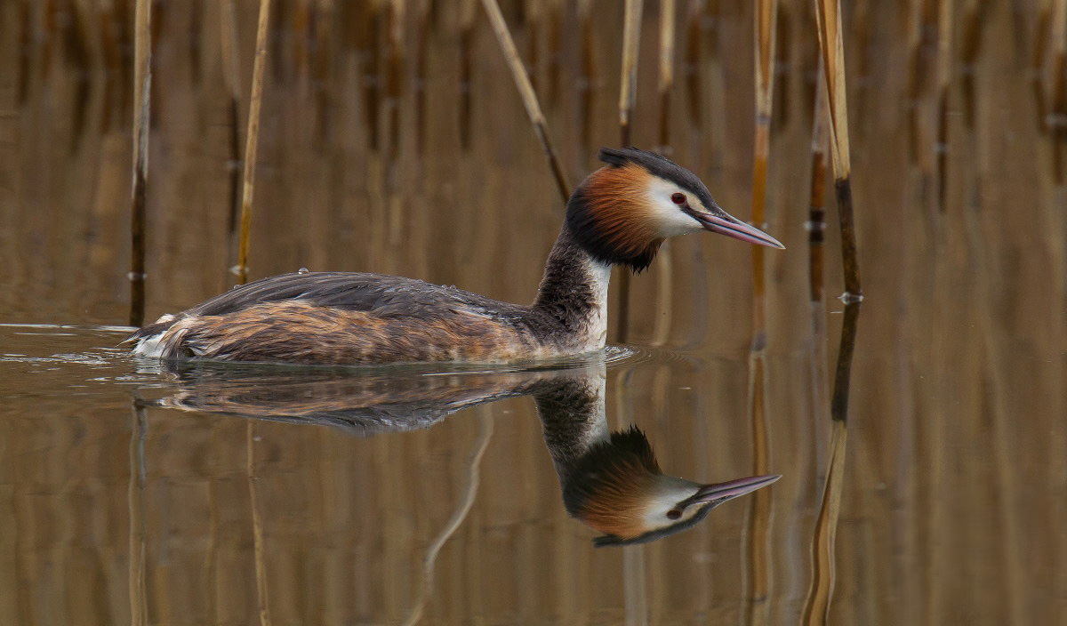 Riflessi di svasso