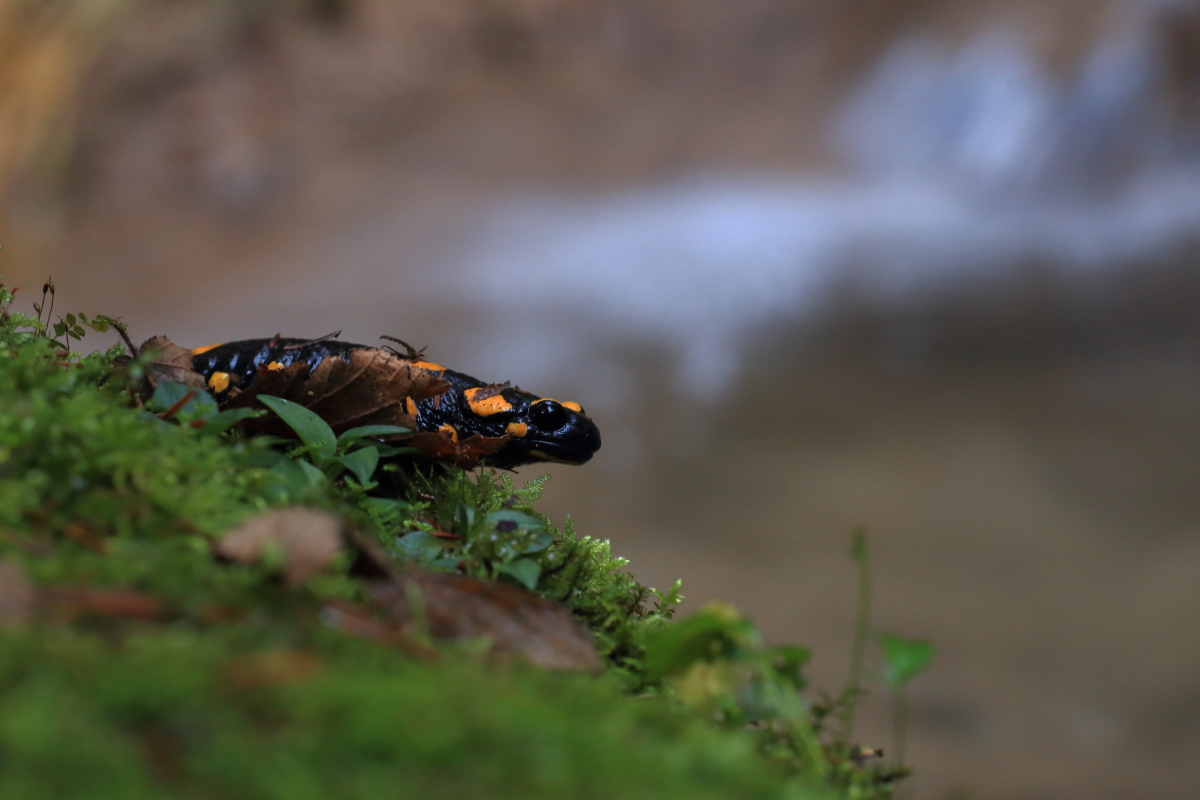 Salamandra pezzata e torrente