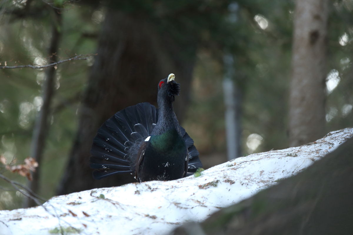 Nel vecchio bosco assieme al cedrone