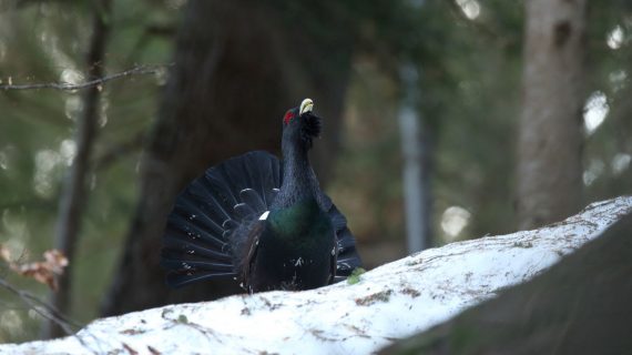 Nel vecchio bosco assieme al cedrone