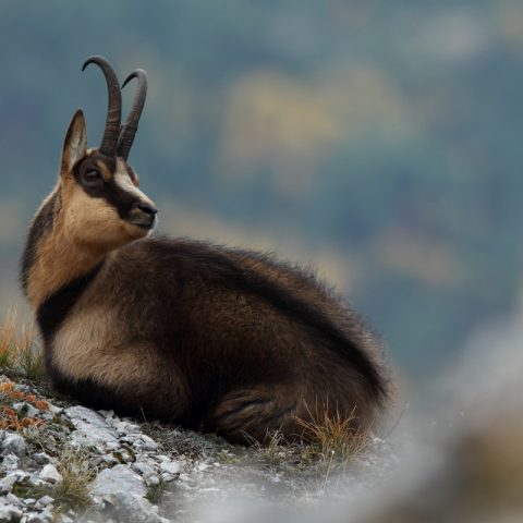 Camoscio d’Abruzzo