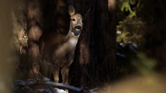 In un angolo del bosco