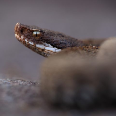 Vipera