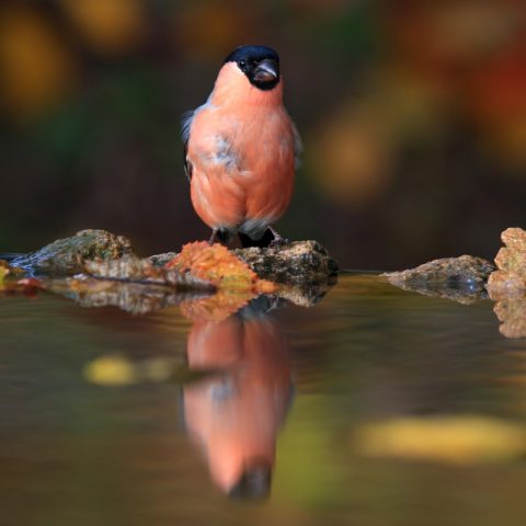 L’autunno dei ciuffolotti