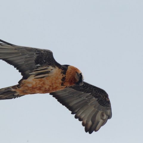 Gipeto – Aquila reale