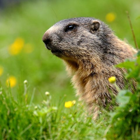 Marmotta