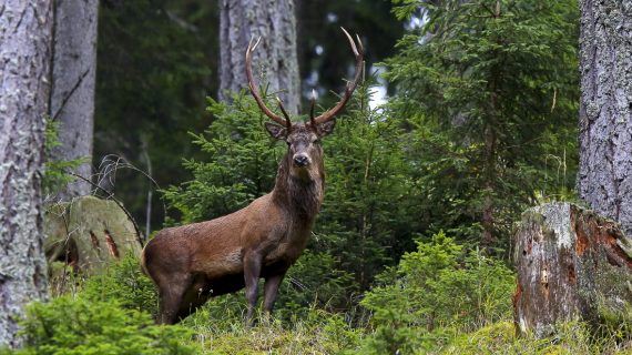 Il Re del bosco: il Cervo.