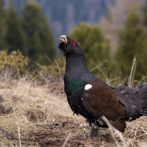 Gallo cedrone