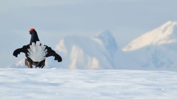 Il cantico del forcello